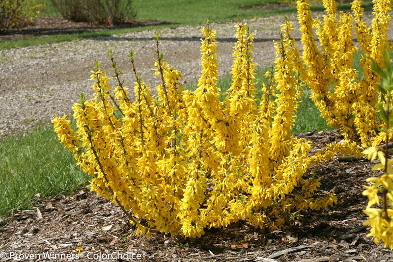 Forsythia