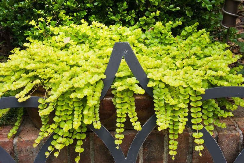 English Ivy → Creeping Jenny (Lysimachia nummularia)