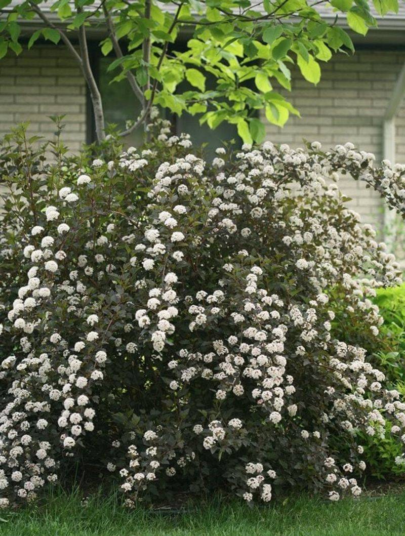 Privet Hedges → Ninebark or Viburnum