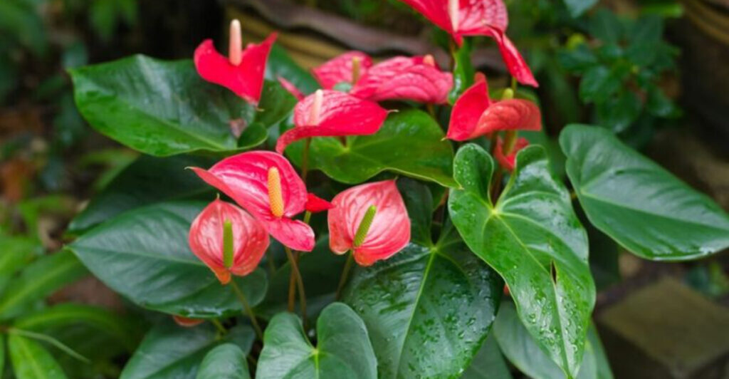 Breathe Easier: 25 Houseplants That Fight Allergies (And 5 to Avoid)
