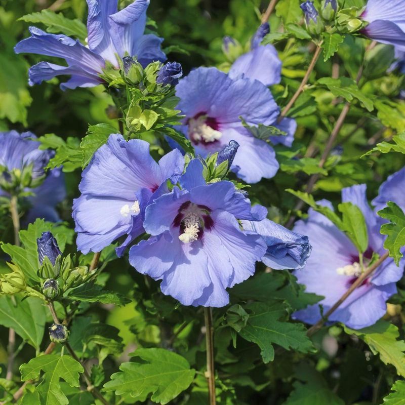 Rose of Sharon ‘Blue Bird’ (Hibiscus syriacus ‘Blue Bird’)