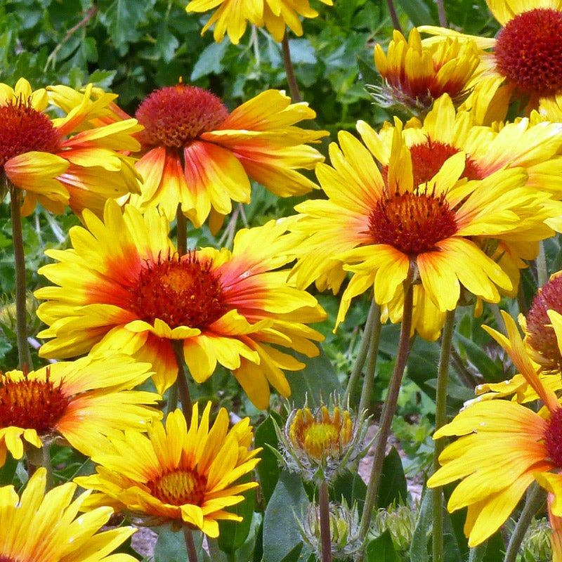 Yellow Gaillardia (Blanket Flower)