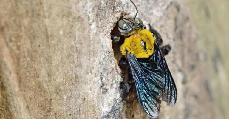 Buzz Off! 7 Smart Ways to Get Rid of Carpenter Bees for Good