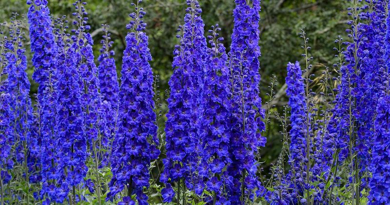 Delphiniums