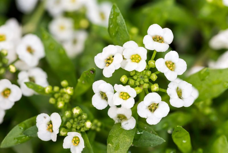 Sweet Alyssum (Lobularia maritima)