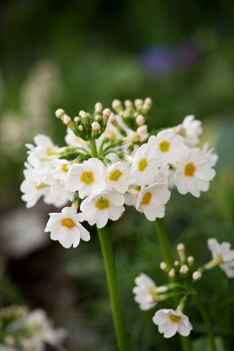 Japanese Primrose