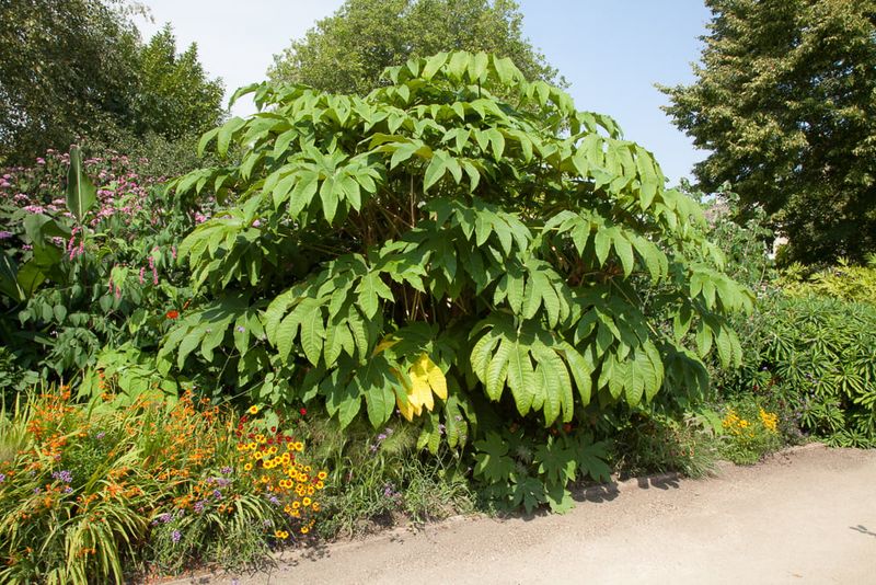 Tetrapanax (Rice Paper Plant)