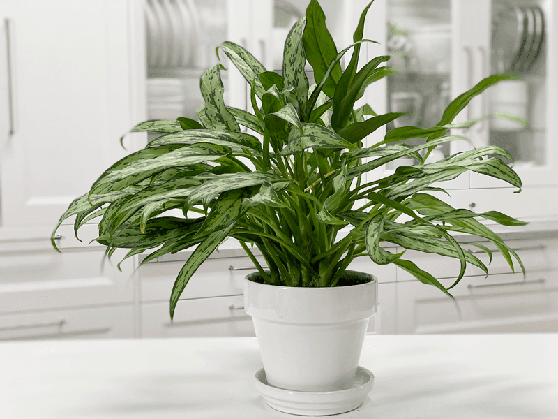 Chinese Evergreen