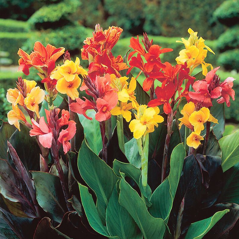 Canna Lily (Canna indica)