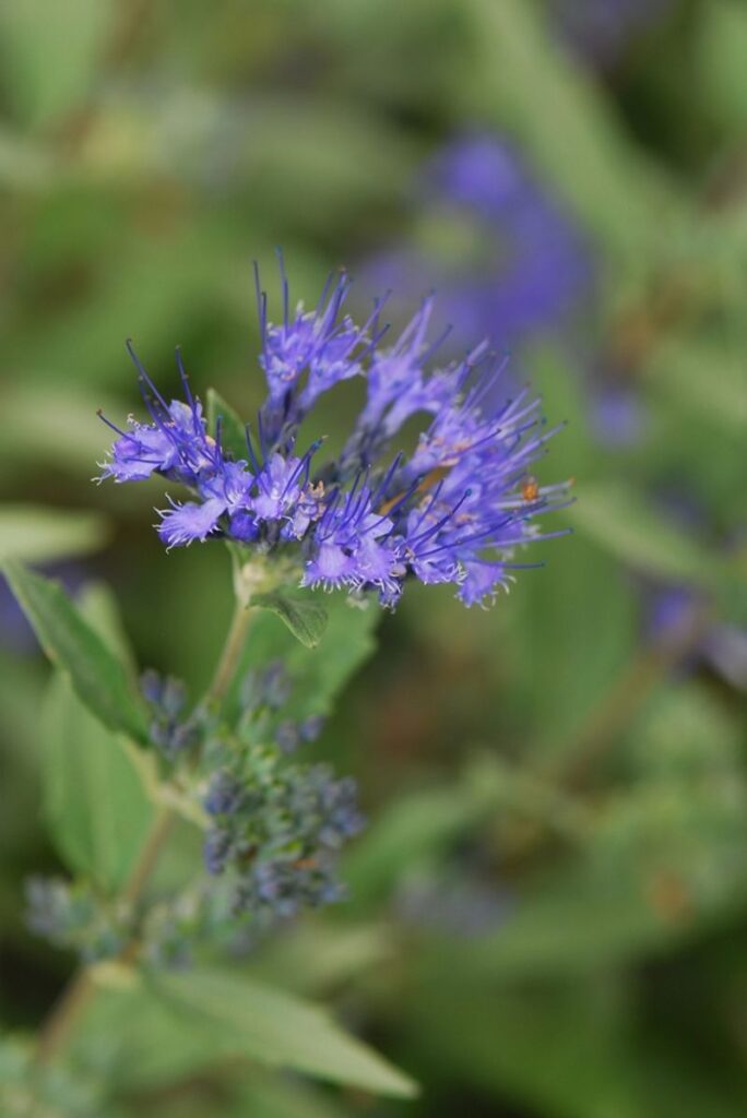 15 Stunning Trees and Shrubs That’ll Turn Your Yard a Dreamy Shade of ...