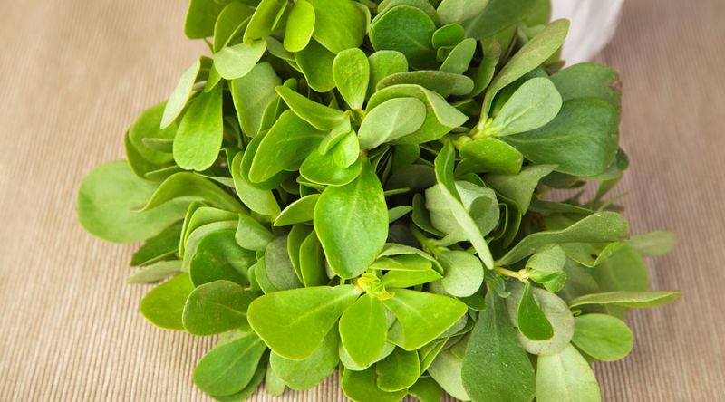 Purslane