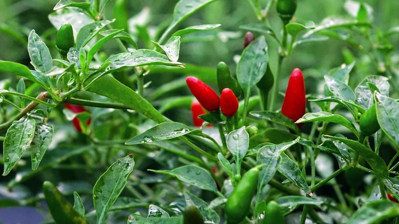 Bird’s Eye (Thai Pepper)