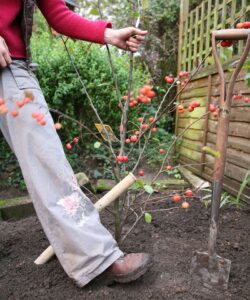 10 Common Mistakes That Could Ruin Your Crabapple Tree - Complete Gardening