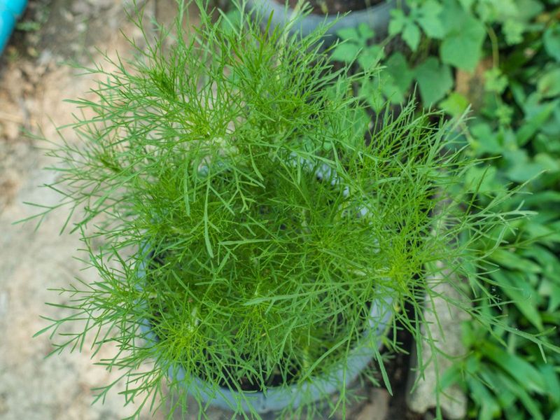 Dill