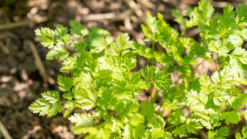 Chervil (Anthriscus cerefolium)