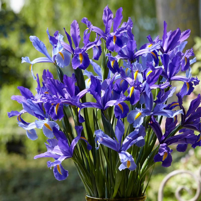 Dutch Iris Vine (Iris hollandica climbing cultivars)
