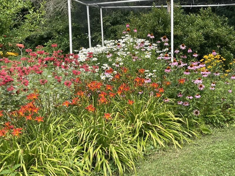 Coreopsis (Tickseed)