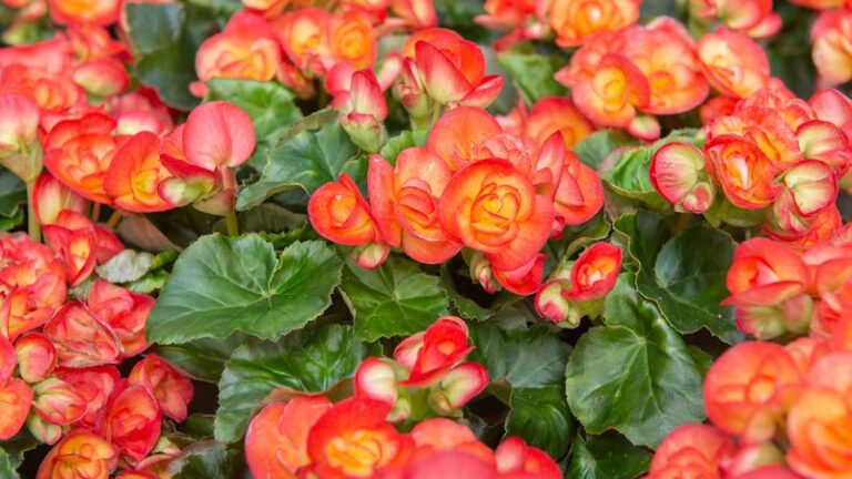 24 Beginner-Friendly Flowers Anyone Can Grow with Ease - Complete Gardening