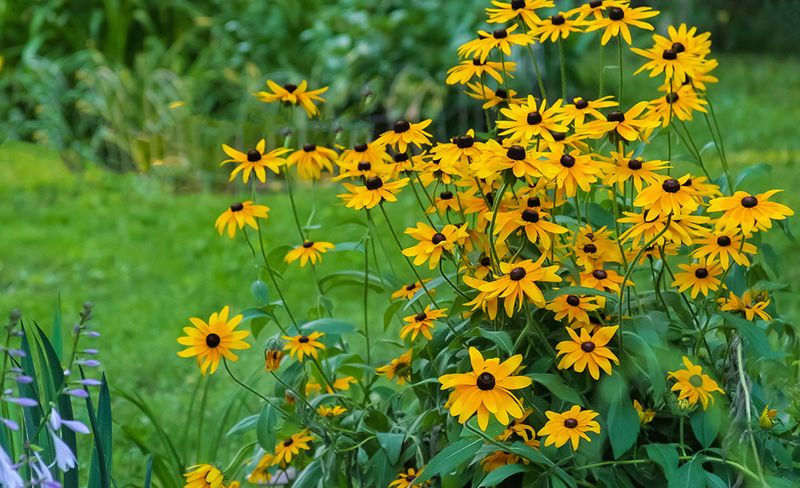 Black-Eyed Susans (Rudbeckia)