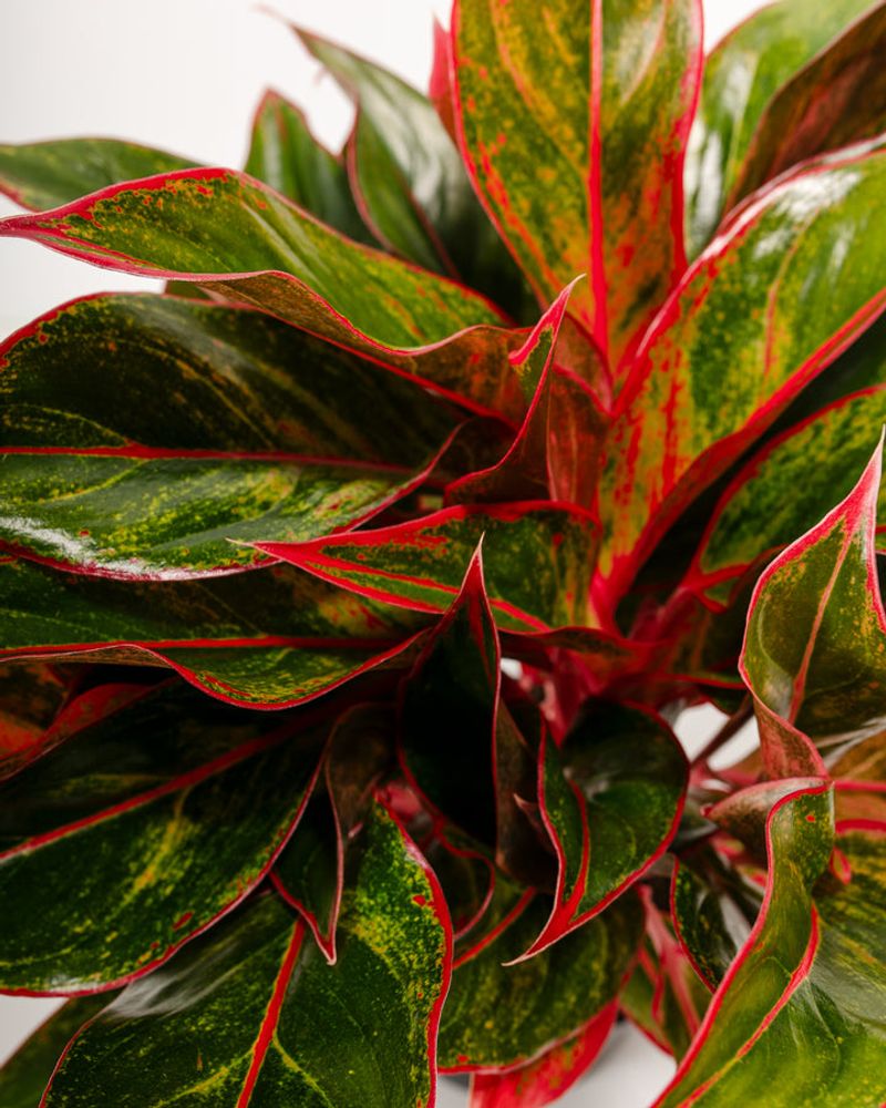 Aglaonema ‘Red Siam’