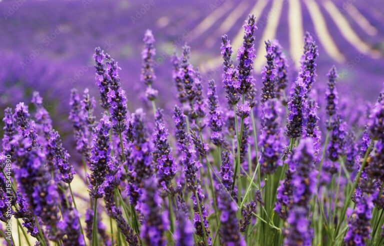 24 Beginner-Friendly Flowers Anyone Can Grow with Ease - Complete Gardening