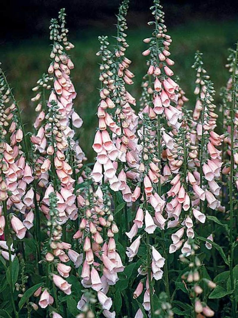 Foxglove (Digitalis)