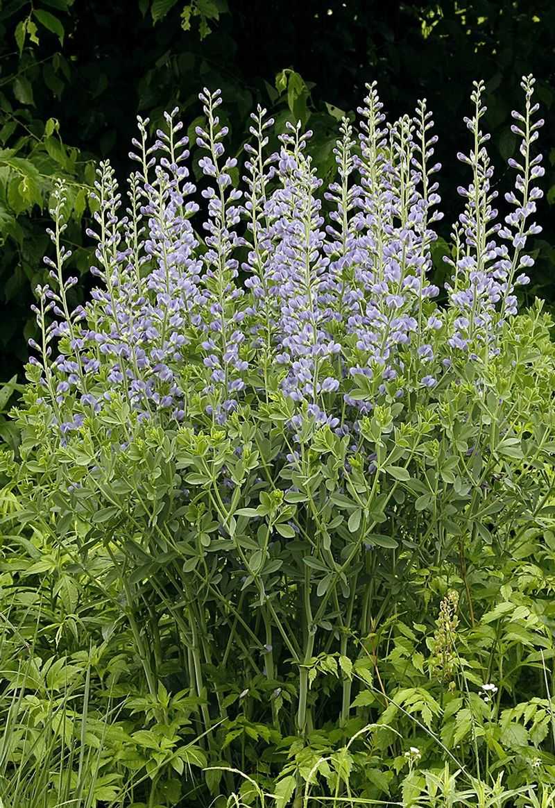 False Indigo (Baptisia)