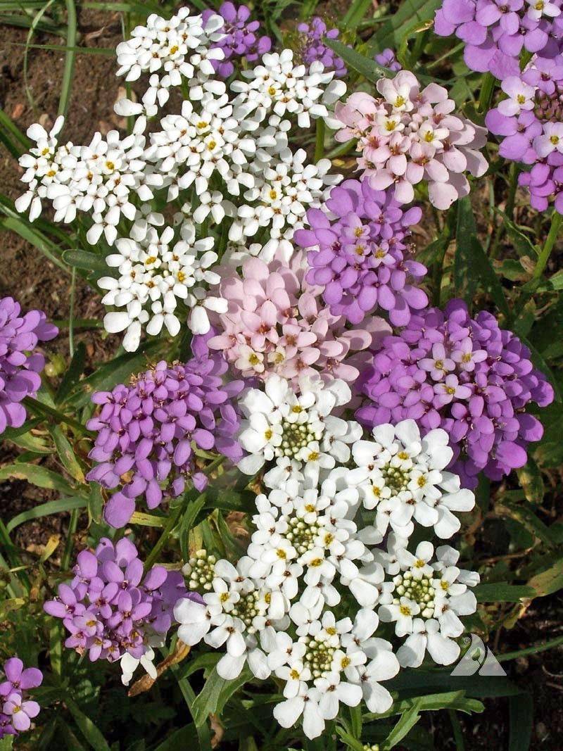 Candytuft (Iberis umbellata)