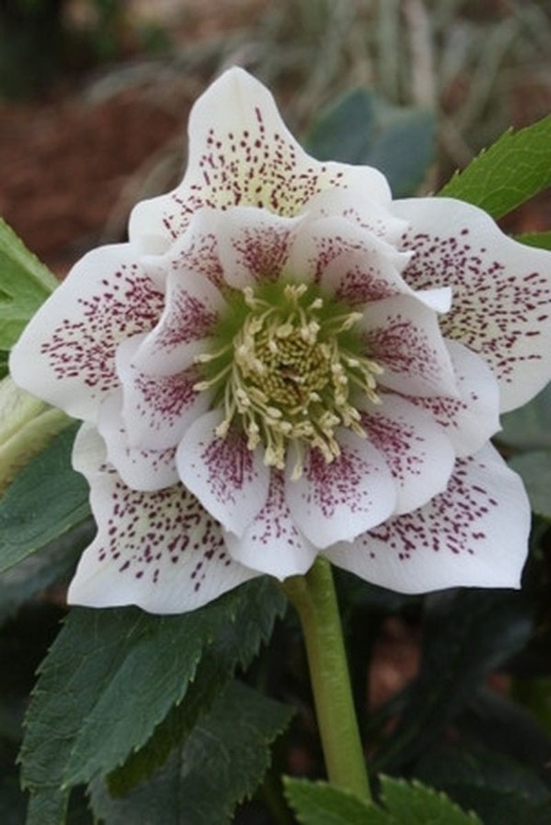 Hellebores (Lenten Rose)