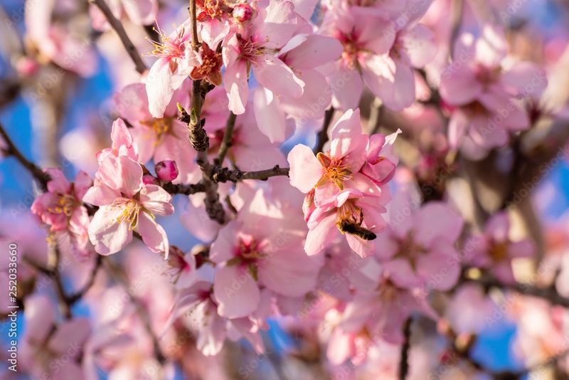 Flowering Almond