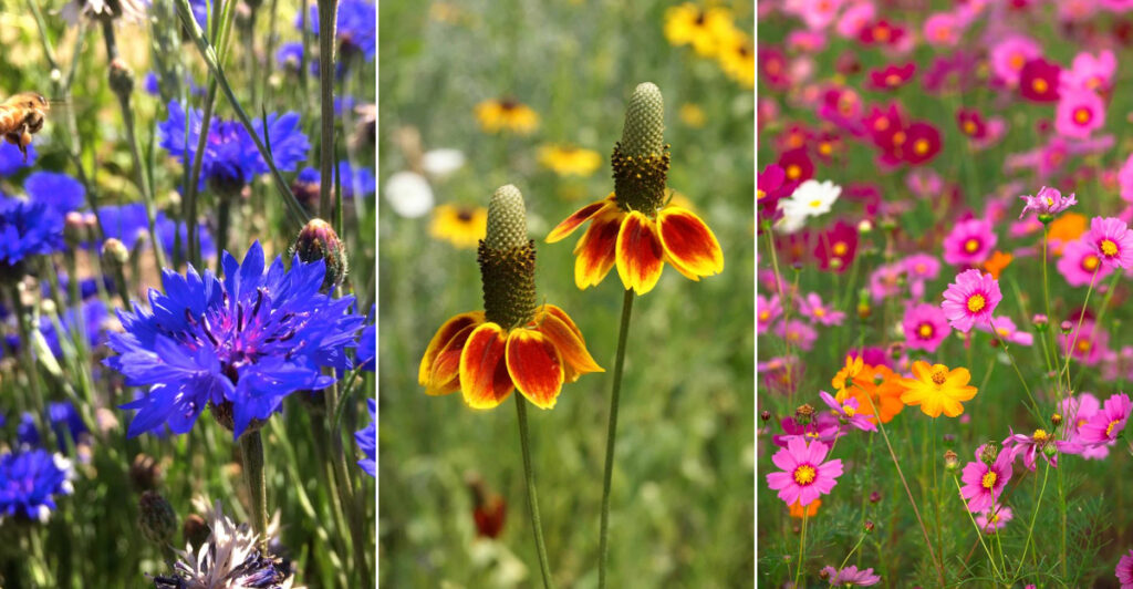 Create a Backyard Wildflower Wonderland with These 22 Easy-to-Scatter Seeds This Spring