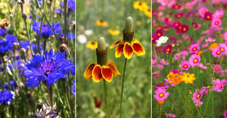Create a Backyard Wildflower Wonderland with These 22 Easy-to-Scatter Seeds This Spring