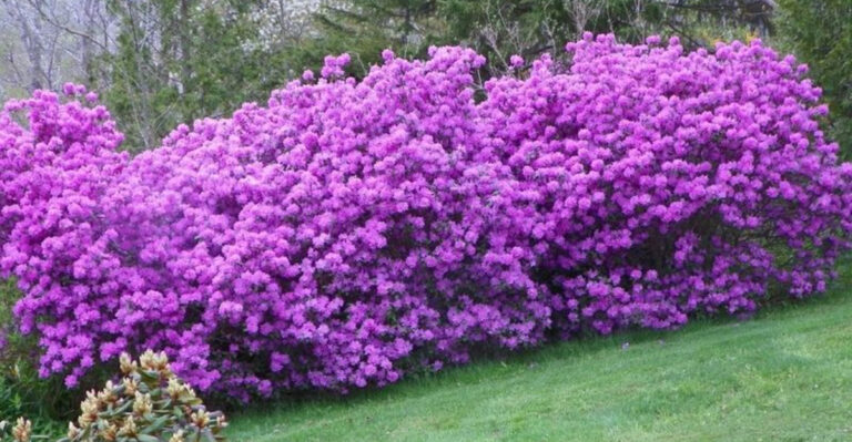 Create a Zillow-Worthy Front Yard With These 35 Beautiful Plants
