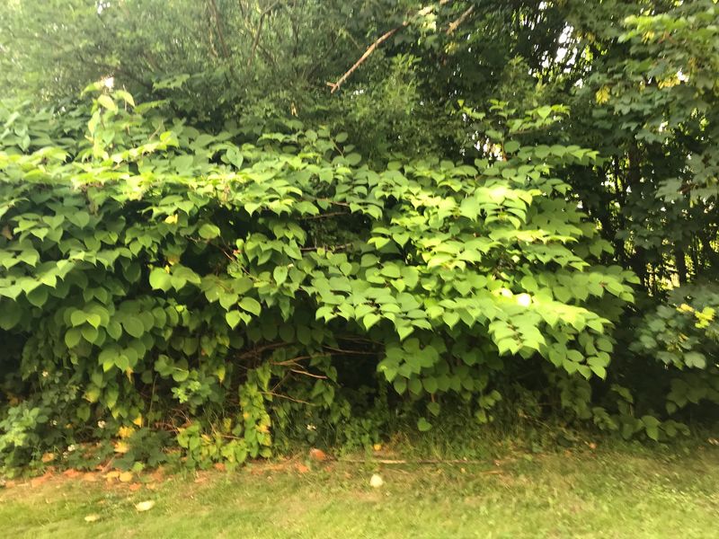 Japanese Knotweed