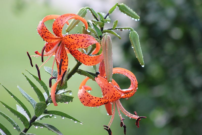 Lilies (Asiatic and Oriental)