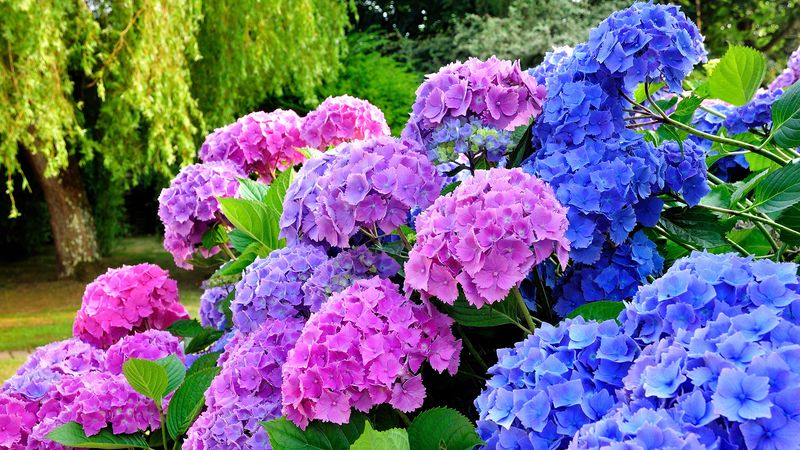 Hydrangeas