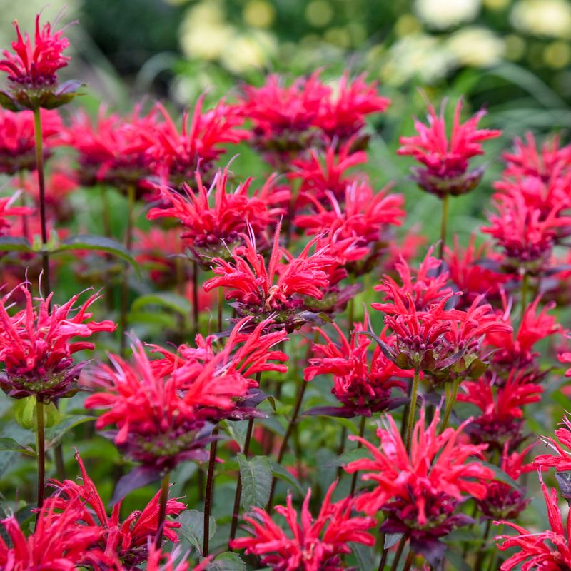 Bee Balm (Monarda)
