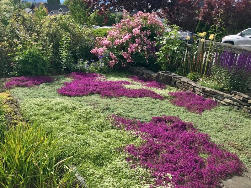 Standard Turf Grass → Creeping Thyme or Clover