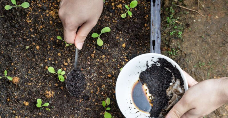 Dirt Rich: 15 Organic Ways to Supercharge Your Soil