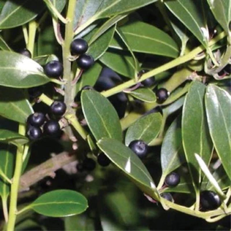 Boxwood → Inkberry Holly (Ilex glabra)
