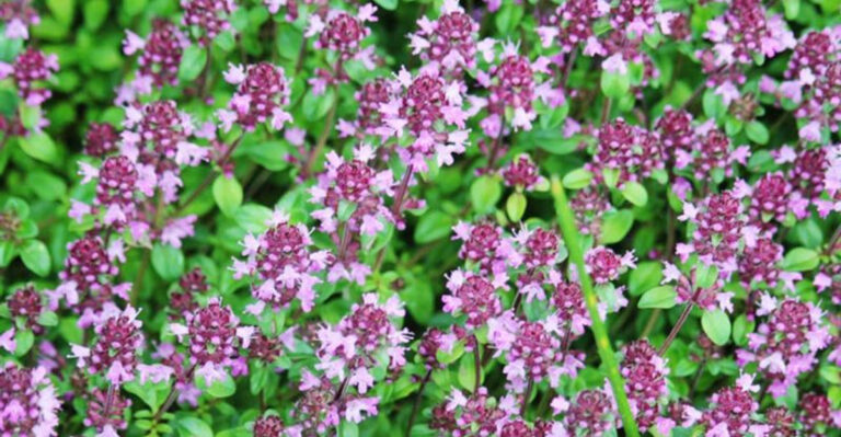 Ditch the Pain Pills—Grow These 15 Anti-Inflammatory Plants Instead