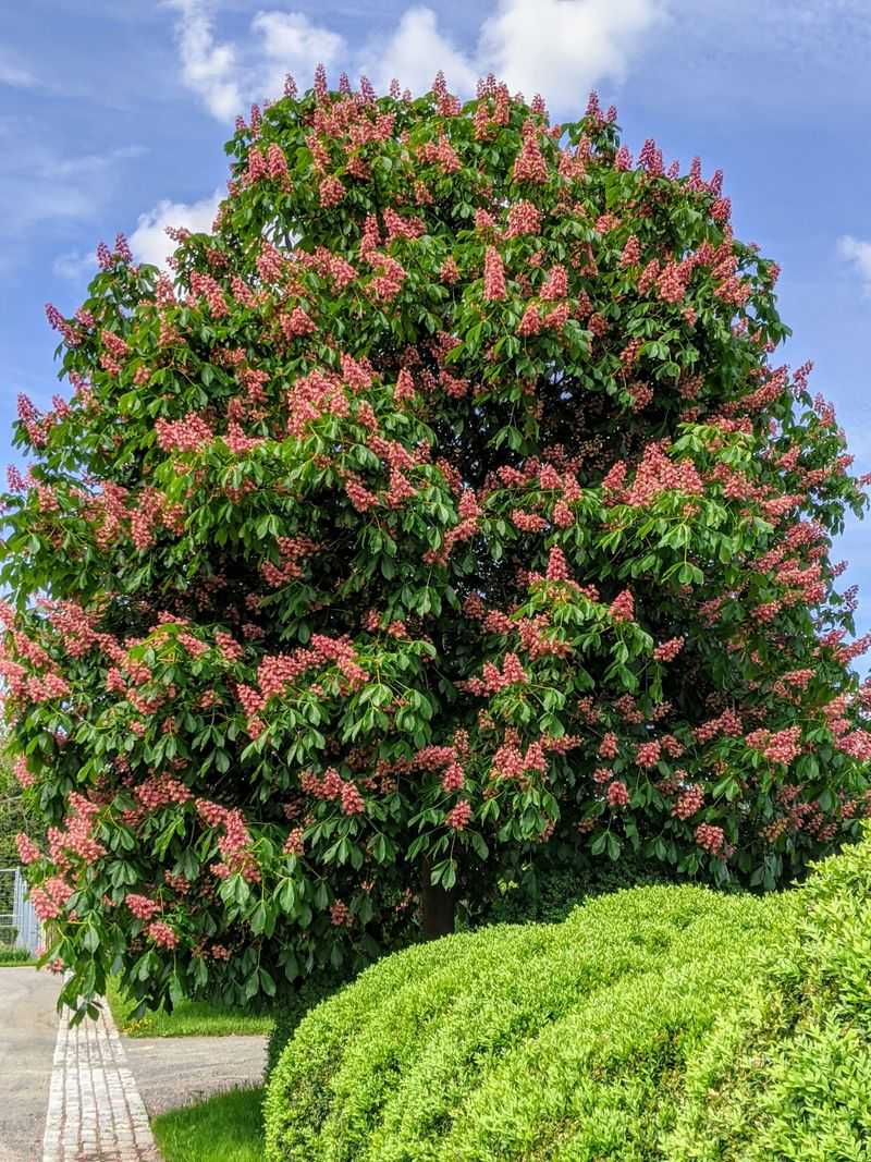 Red Horse Chestnut