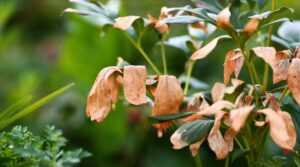 Don’t Ignore Brown Tips on Leaves – 15 Causes You Never Saw Coming
