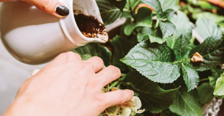 Don’t Toss Your Coffee Grounds—These 24 Plants Absolutely Love Them