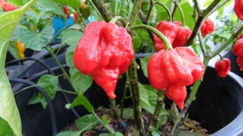Trinidad Scorpion “Butch T”