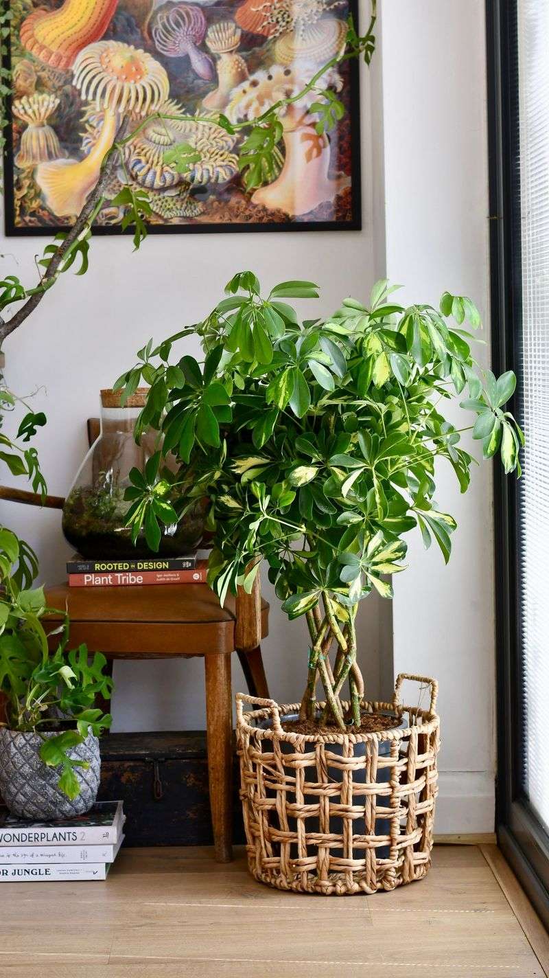 Umbrella Plant