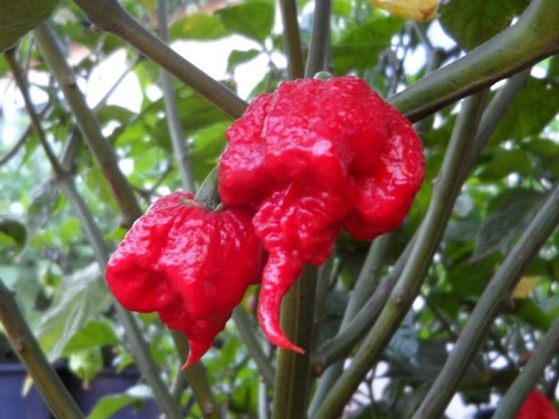 Carolina Reaper