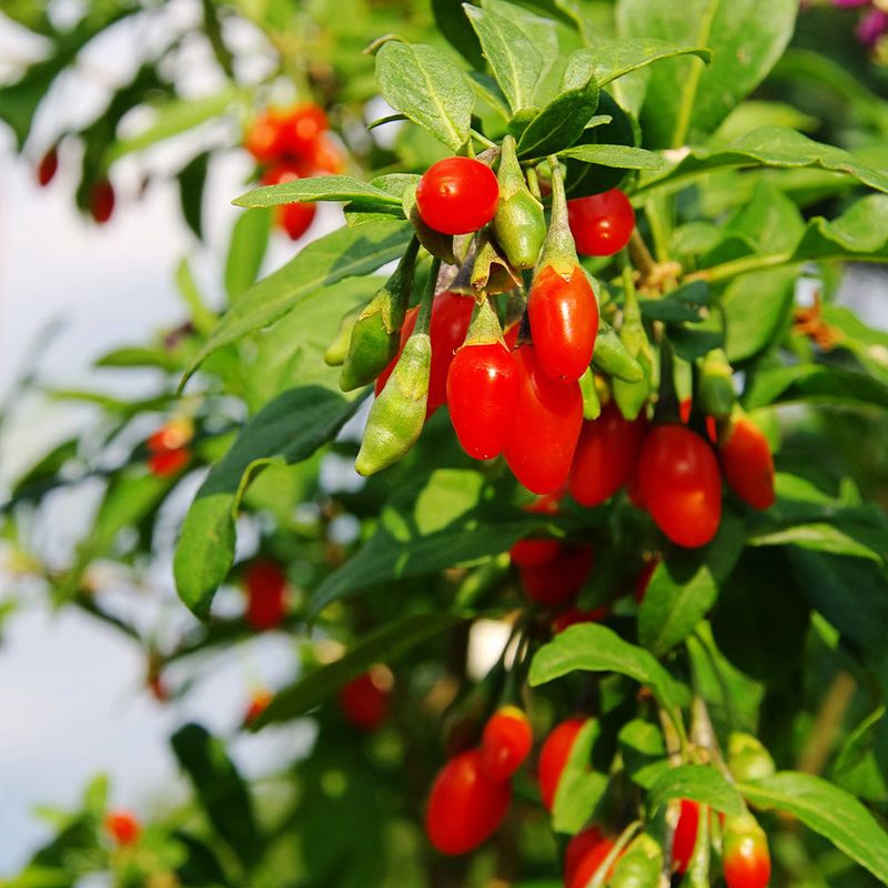 Dwarf Goji Berry