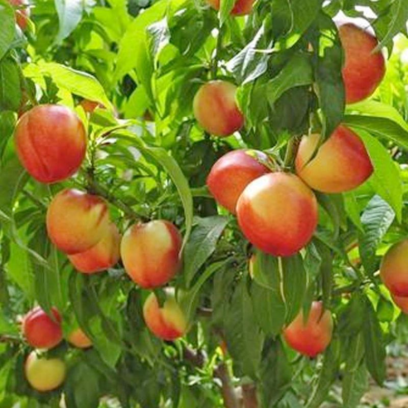 Dwarf Nectar Babe Nectarine