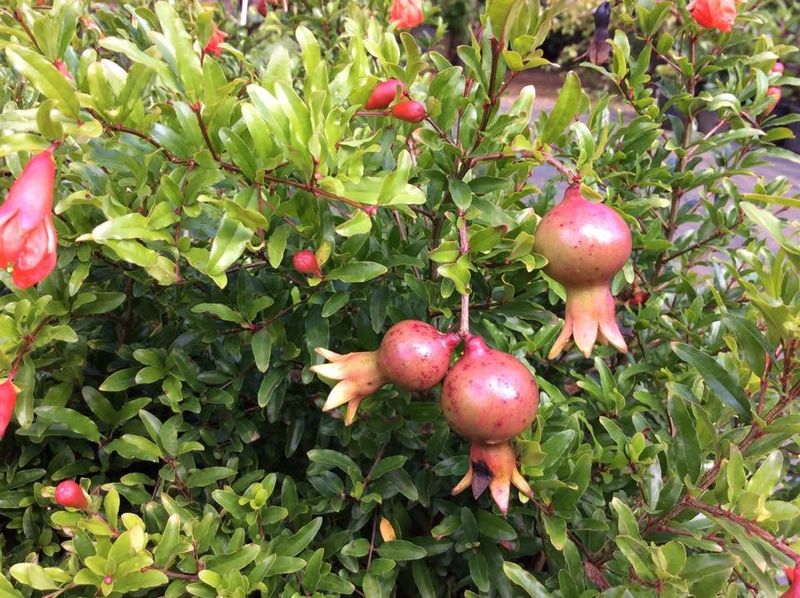 Dwarf Pomegranate ‘Nana’